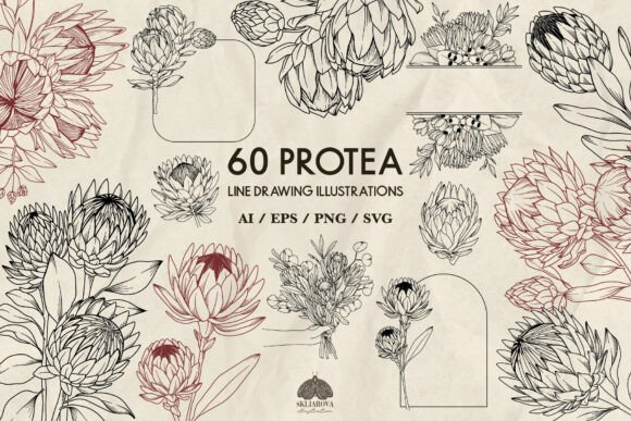 Download Protea Flowers Line Drawing Svg - Line drawing Collection