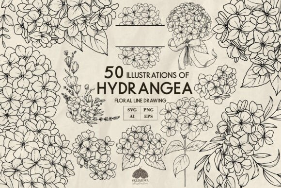Download Hydrangea Line Drawing Svg - Line drawing Collection